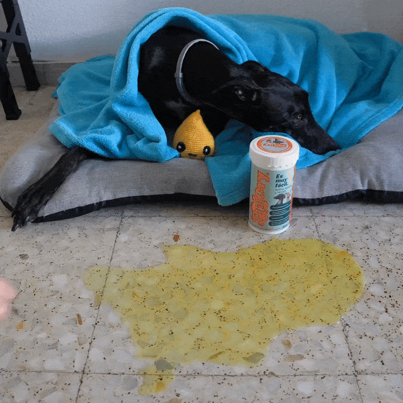 PetDry® – Scapă rapid de petele și mirosurile animalului tău!