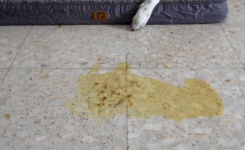 PetDry® – Scapă rapid de petele și mirosurile animalului tău!